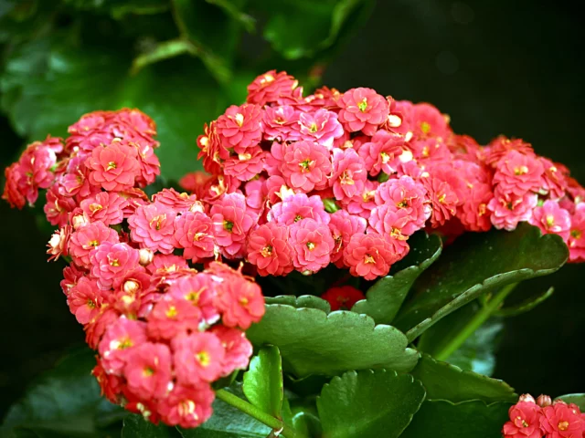 Kalanchoe blossfeldiana