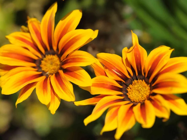 Gazania