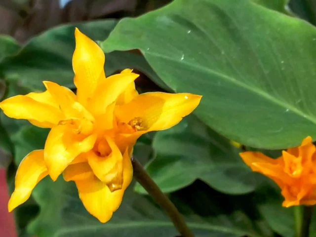 Calathea crocata