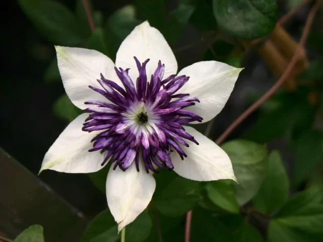 Clematis