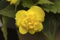 begonia6