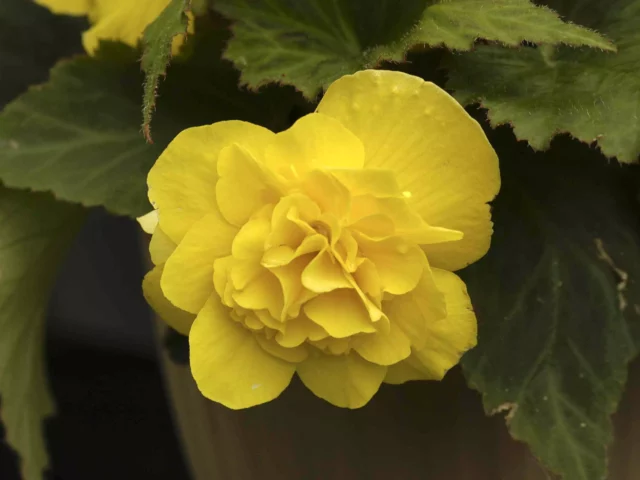 Begonia