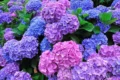 hortensia