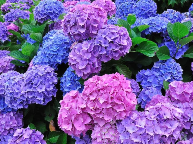 Hortensia