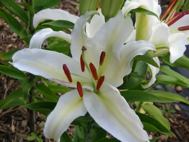 Lilium